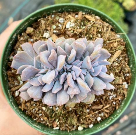 Echeveria Cubic Frost Cristata Succulent