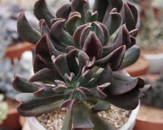 Echeveria Dark Vader Succulent
