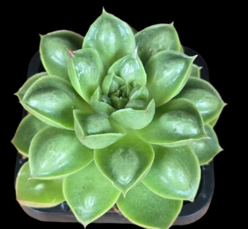 Echeveria Emerald Raindrops Succulent
