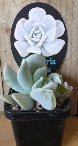 Echeveria Exotica Succulent