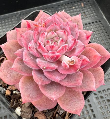 Echeveria Frosty Succulent