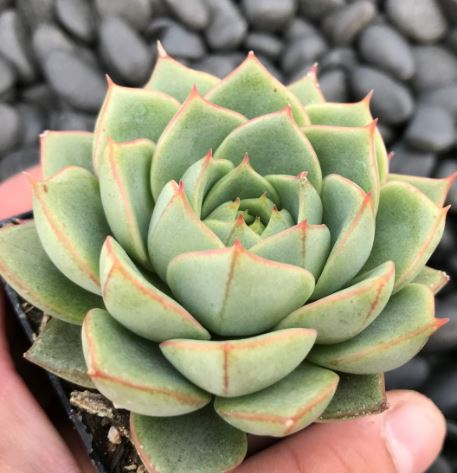 Echeveria Green Gilva Succulent