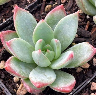 Echeveria Gummel succulent plant in a 10 cm pot, showcasing its vibrant green rosettes and unique leaf shape.