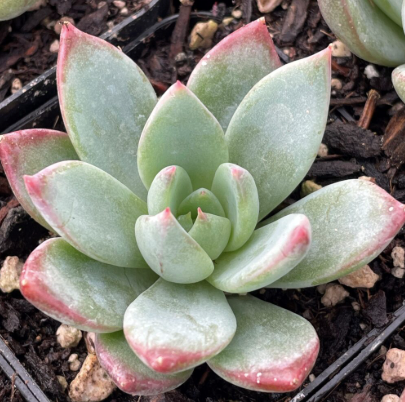 Echeveria Gummel Succulent