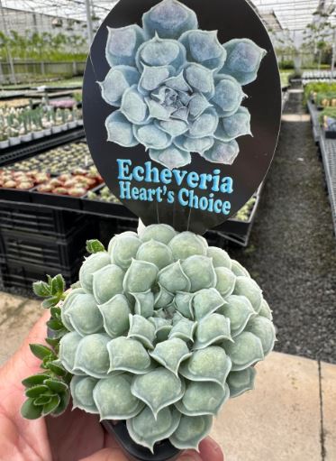 Echeveria Heart’s Choice Succulent