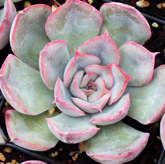 Echeveria Hercules Succulent
