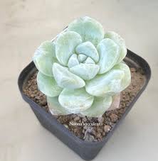 Echeveria Ice Dreams Succulent