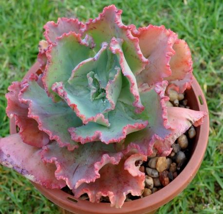 Echeveria Katella Succulent