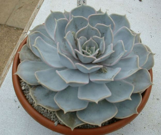 Echeveria Lilacina Succulent