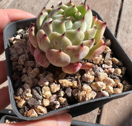 Echeveria Lillian Sarahime Botan Succulent