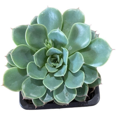 Echeveria Lychees & Cream succulent in a 10cm pot from Plantopia, showcasing its vibrant colors and unique leaf shape.