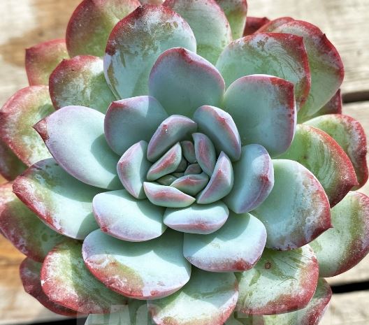 Echeveria Milky Rose Succulent