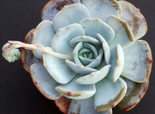 Echeveria Moon Dust Succulent