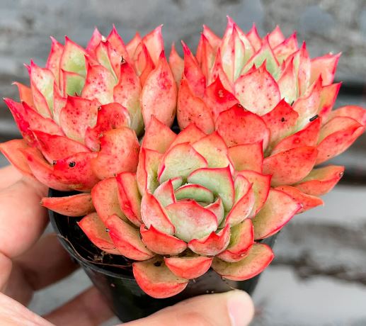 Echeveria Moon Goddess Succulent