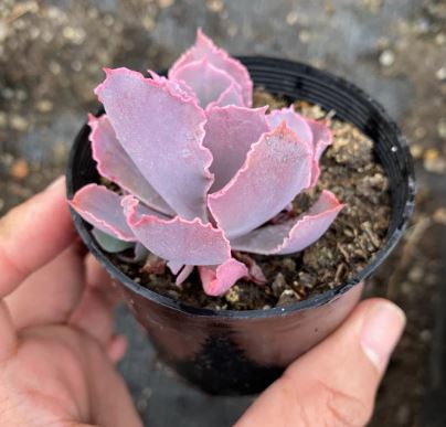 Echeveria Neon Breakers Succulent