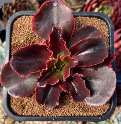Echeveria Pappy’s Rose Succulent