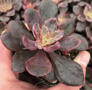 Echeveria Paradisian Frills succulent plant in a 10cm pot, showcasing its unique frilled leaves and vibrant colors, ideal for home decor and indoor gardening.
