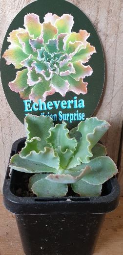 Echeveria Paradisian Surprise Succulent
