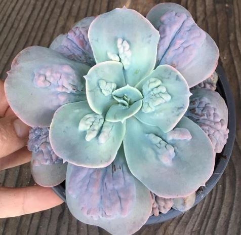 Echeveria Paul Banyon Succulent