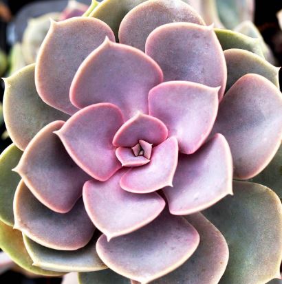 Echeveria Perle von Nurnberg Succulent