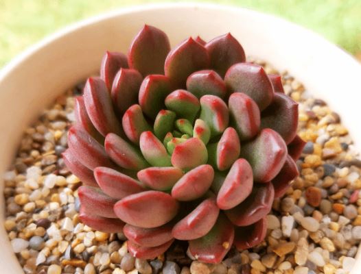 Echeveria Pink Ruby Succulent
