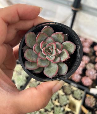 Echeveria Pulelinze Succulent
