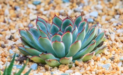 Echeveria Pulidonis Succulent 6cm