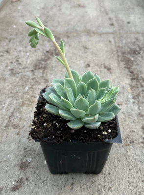 Echeveria Pullidonis Blue plant in 10cm pot, showing its vibrant blue-green leaves and unique rosette shape, ideal for succulent enthusiasts.