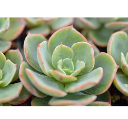 Echeveria Raindrops Succulent