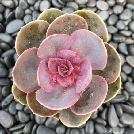 Echeveria Red Sky