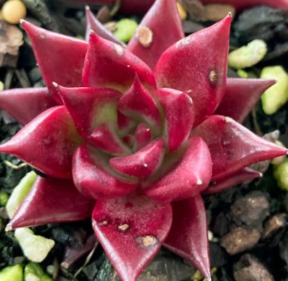 Echeveria Romeo Succulent