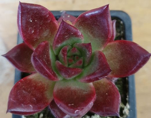 Echeveria Rubin Succulent