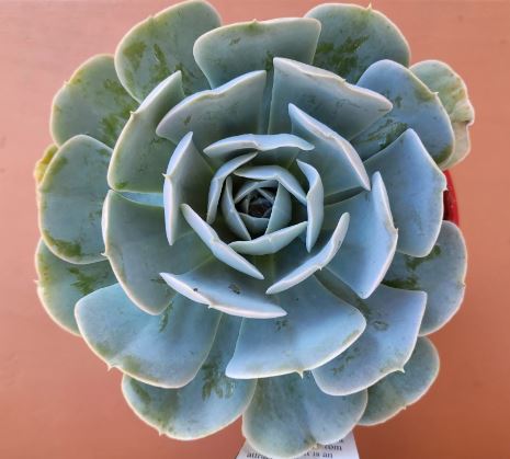 Echeveria Runyonii Succulent