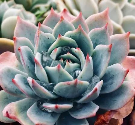 Echeveria Santa Lewis Succulent