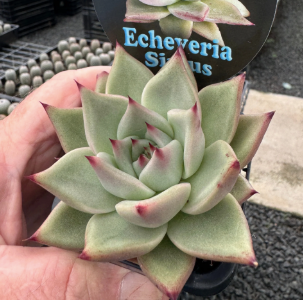 Echeveria Sirius Succulent