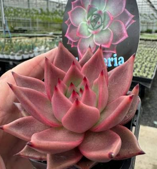 Echeveria Taurus Succulent
