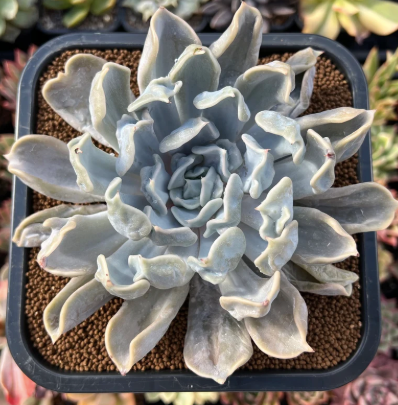 Echeveria Thriller Pearl Succulent