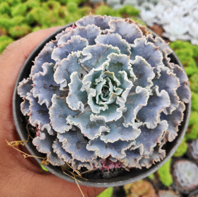Echeveria Truffles Succulent