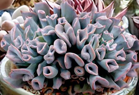 Echeveria Trumpet Pinky Succulent