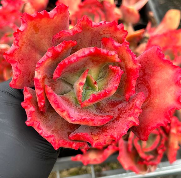 Echeveria Tutti Fruiti Succulent