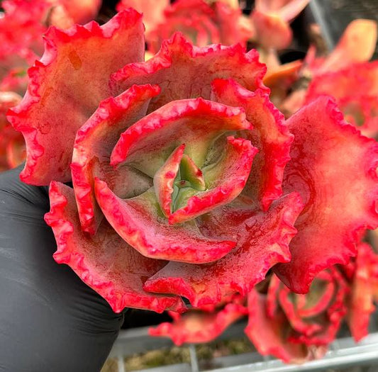 Echeveria Tutti Fruiti Succulent