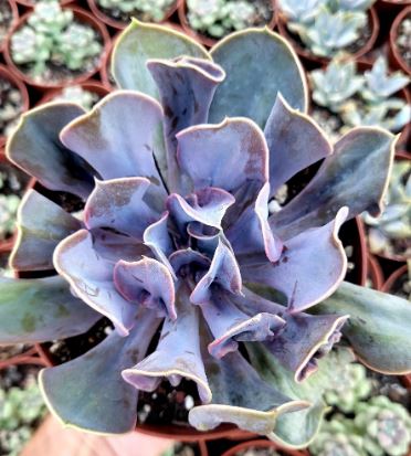 Echeveria Valkyrie Succulent