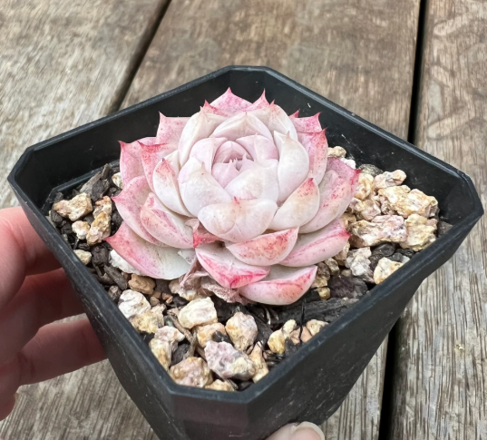 Echeveria Velvet Peach Succulent