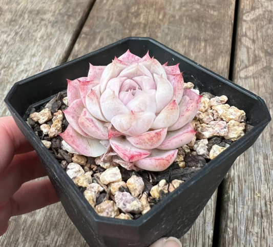 Echeveria Velvet Peach Succulent