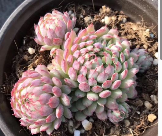 Echeveria Vincent Catto Succulent