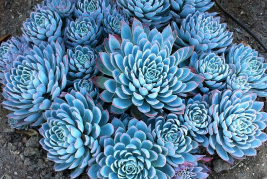 Echeveria Violet Queen Succulent