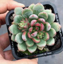 Echeveria Gusto Succulent