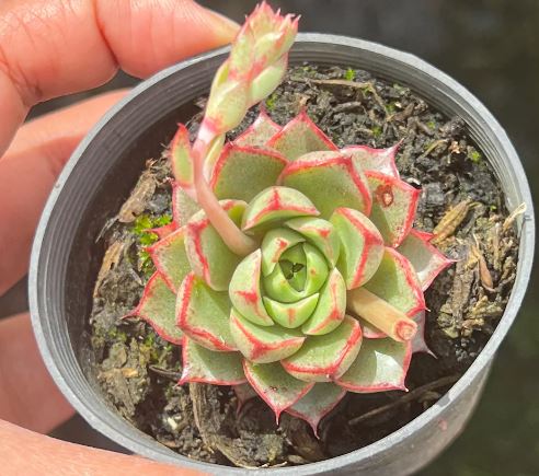 Echeveria Purpusorum Succulent 6cm