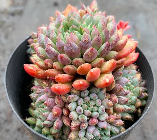 Echeveria Rundelli Succulent 6cm