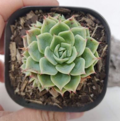 Echeveria Secunda Succulent 6cm